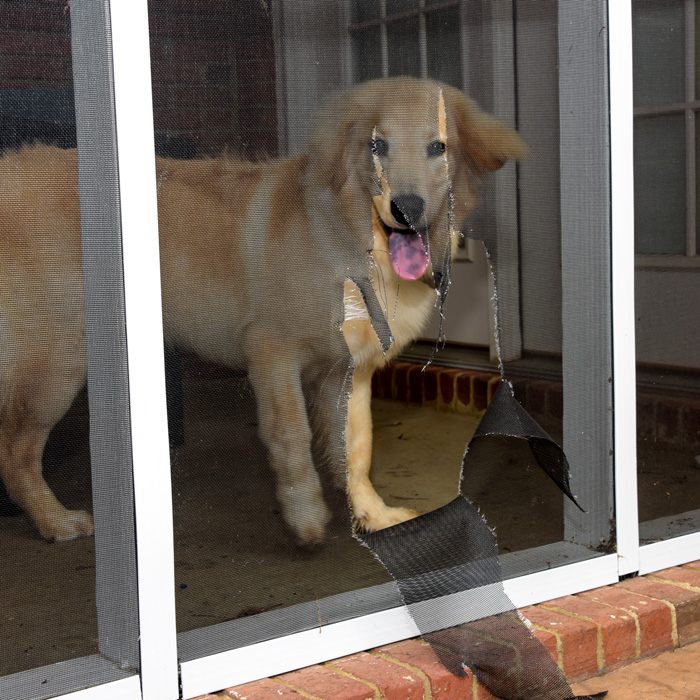 Pet-Friendly Screen Doors: Pet Doors, Pet Guards, and Pet-Resistant Mesh